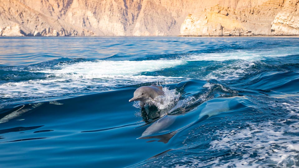 Faszination Delfine - Im Oman beobachtest du den Delfin in freier Natur!