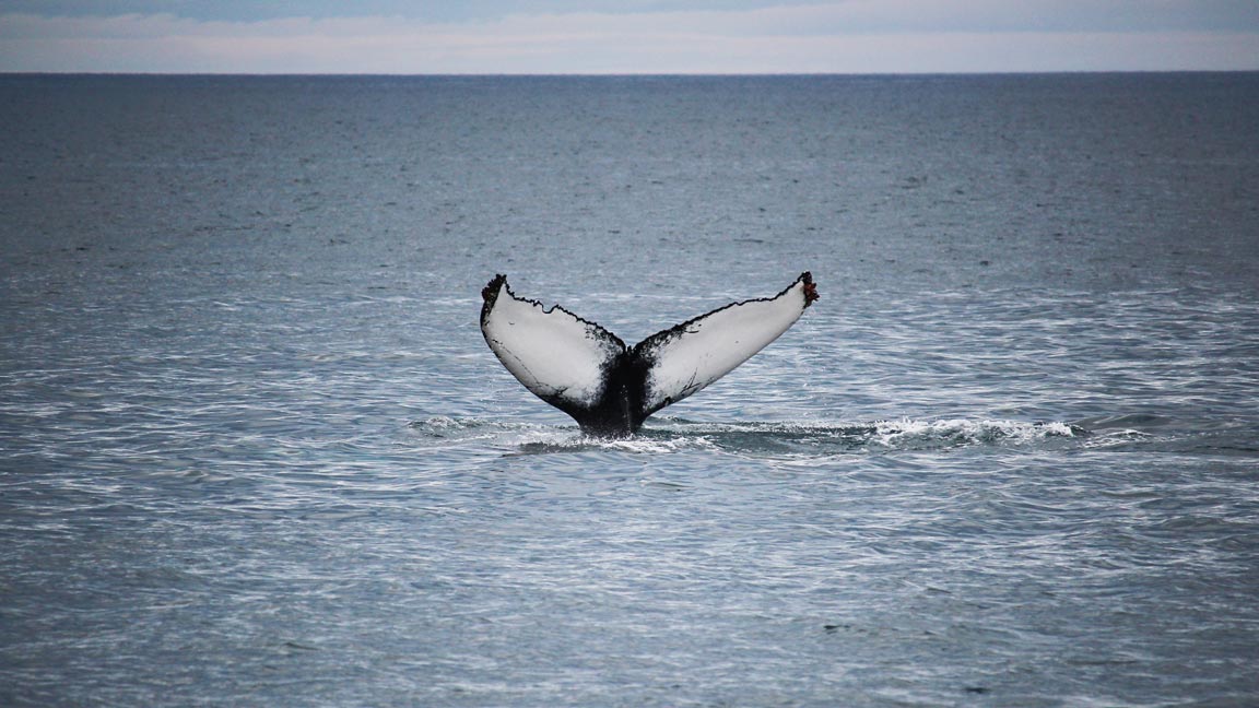 Whale Watching weltweit – Wann und wo kannst du Wale unter fairen Bedingungen beobachten?
